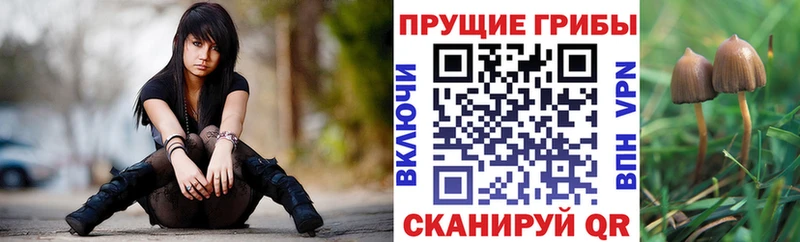 Купить закладки  Рошаль  Псилоцибиновые грибы мухоморы 